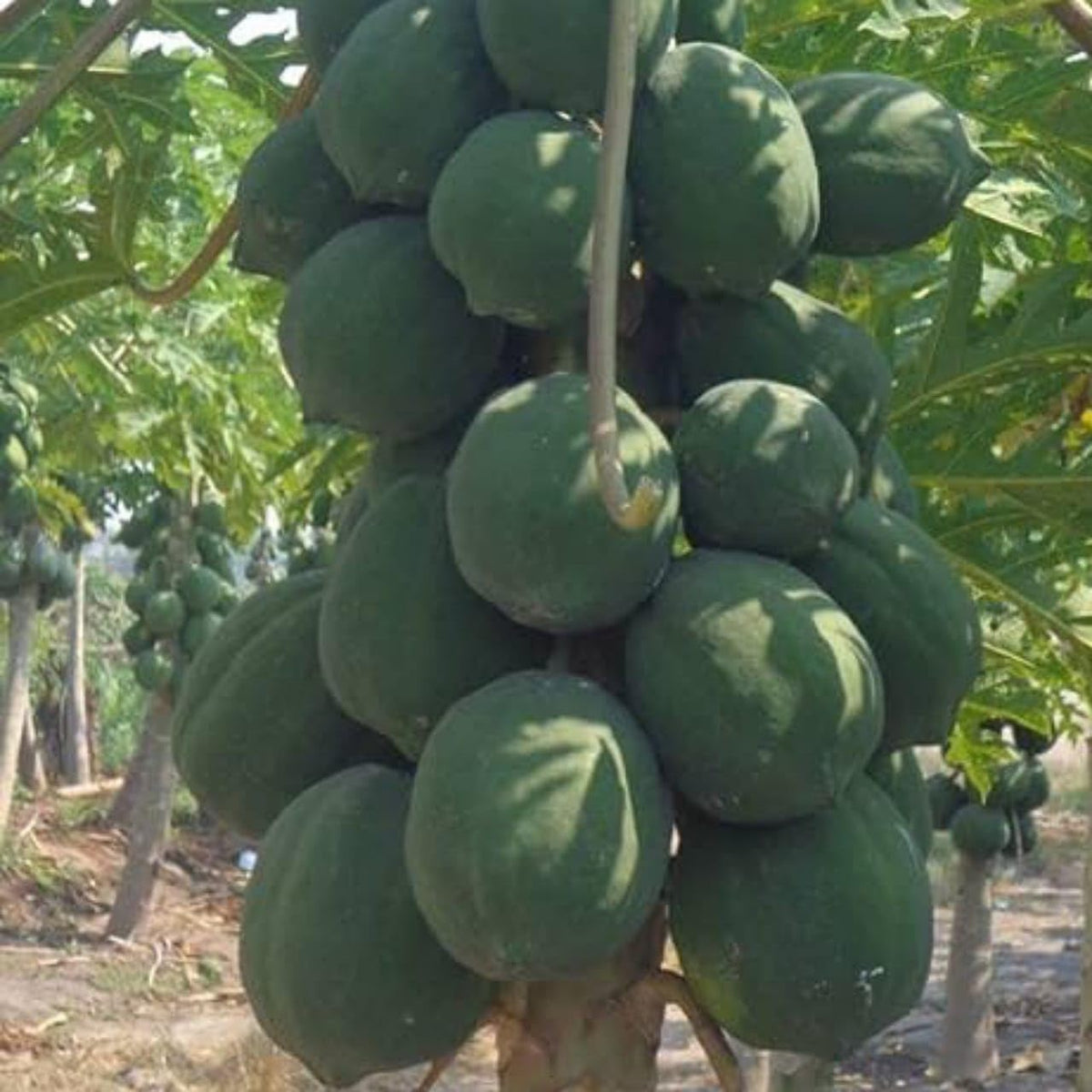 Dwarf Waimanalo papaya seedlings growing guide for gardeners