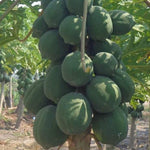 Dwarf Waimanalo papaya seedlings growing guide for gardeners