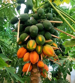 Papaya seedlings growing from high quality seeds for planting