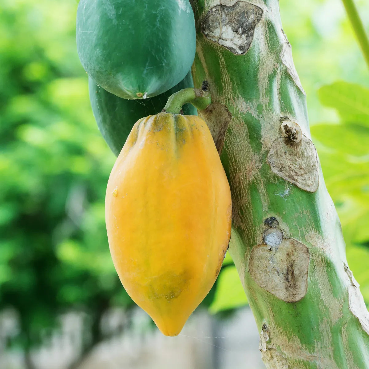 Papaya seeds germination process in pot