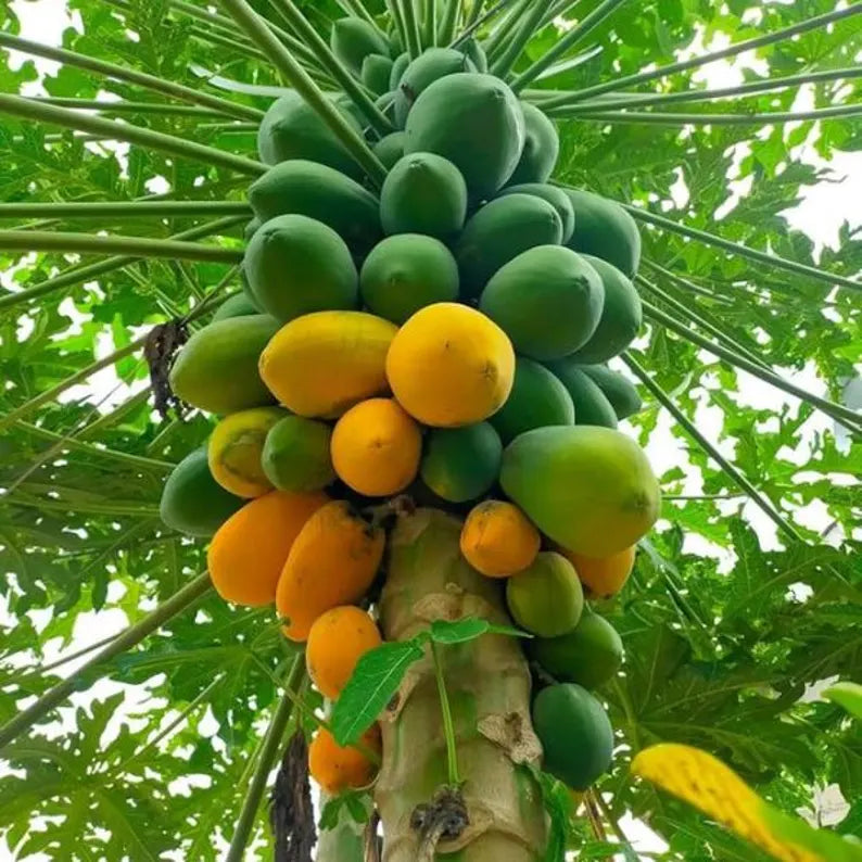 Heirloom Non GMO Papaya seeds for home garden growing
