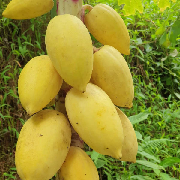 Papaya seeds with high germination rate