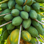 Papaya seeds ideal for home garden planting in warm climates