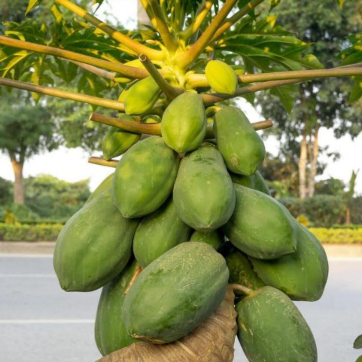 Papaya seeds for tropical home garden planting