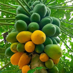 Papaya seeds Maradol variety for kitchen garden use