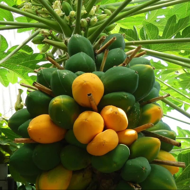 premium papaya seeds mixed seedless variety for planting