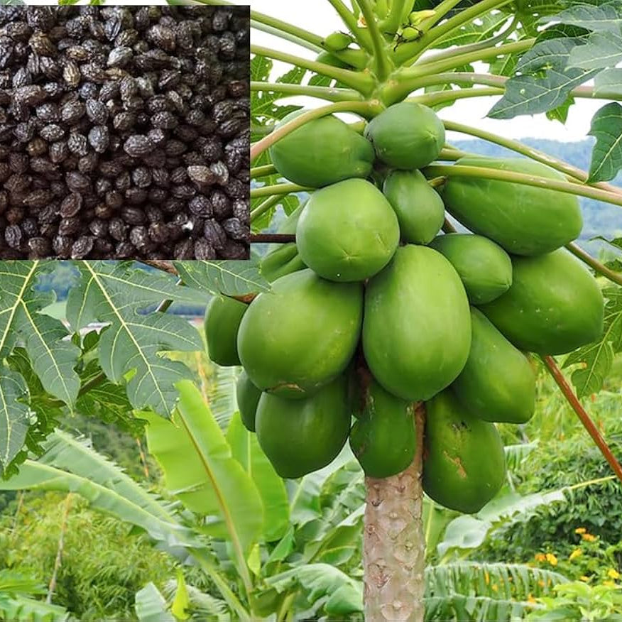 Papaya seeds non GMO heirloom for outdoor gardening