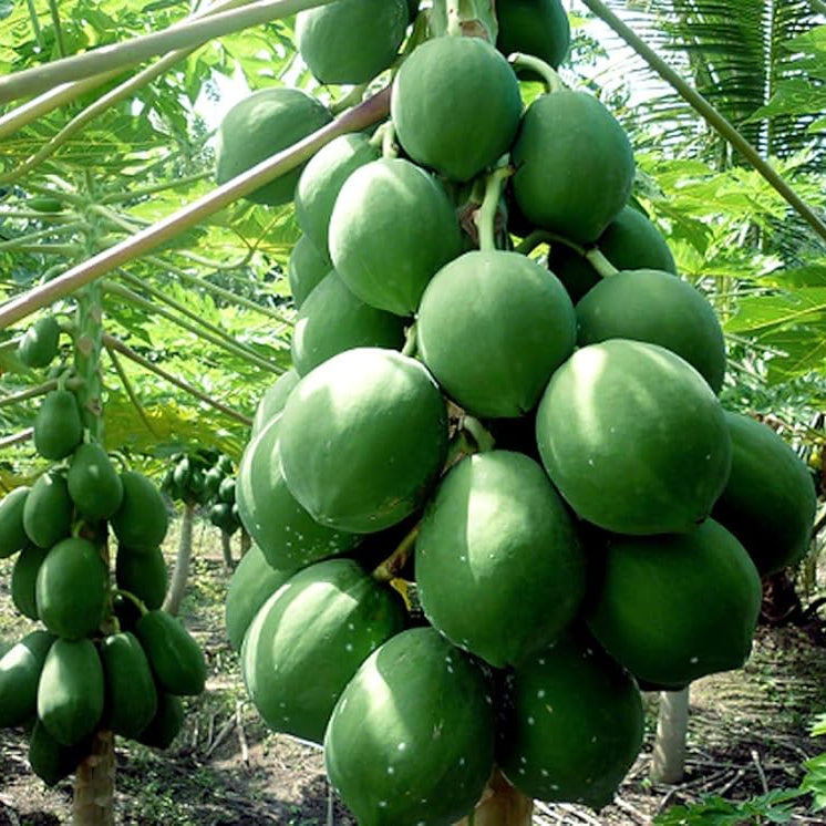 Papaya seeds vigorous growth high quality for planting