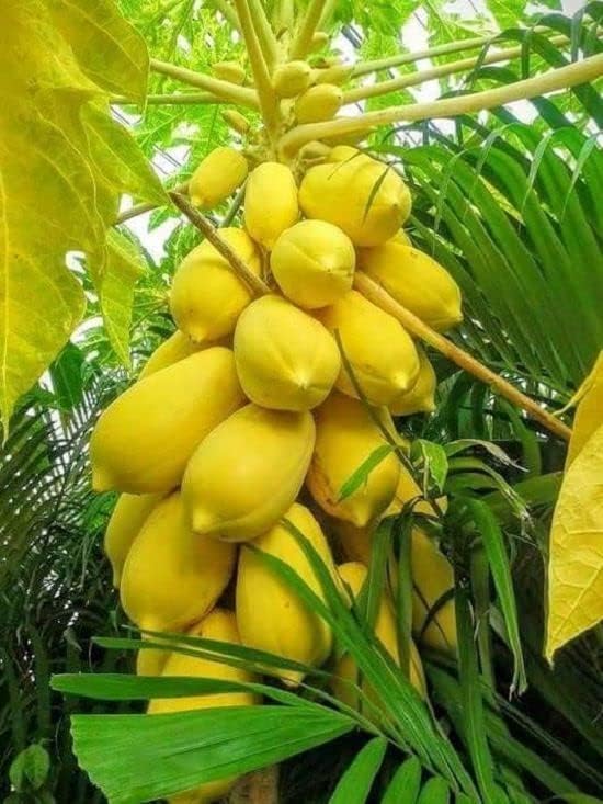 Papaya seeds heirloom non GMO for garden planting