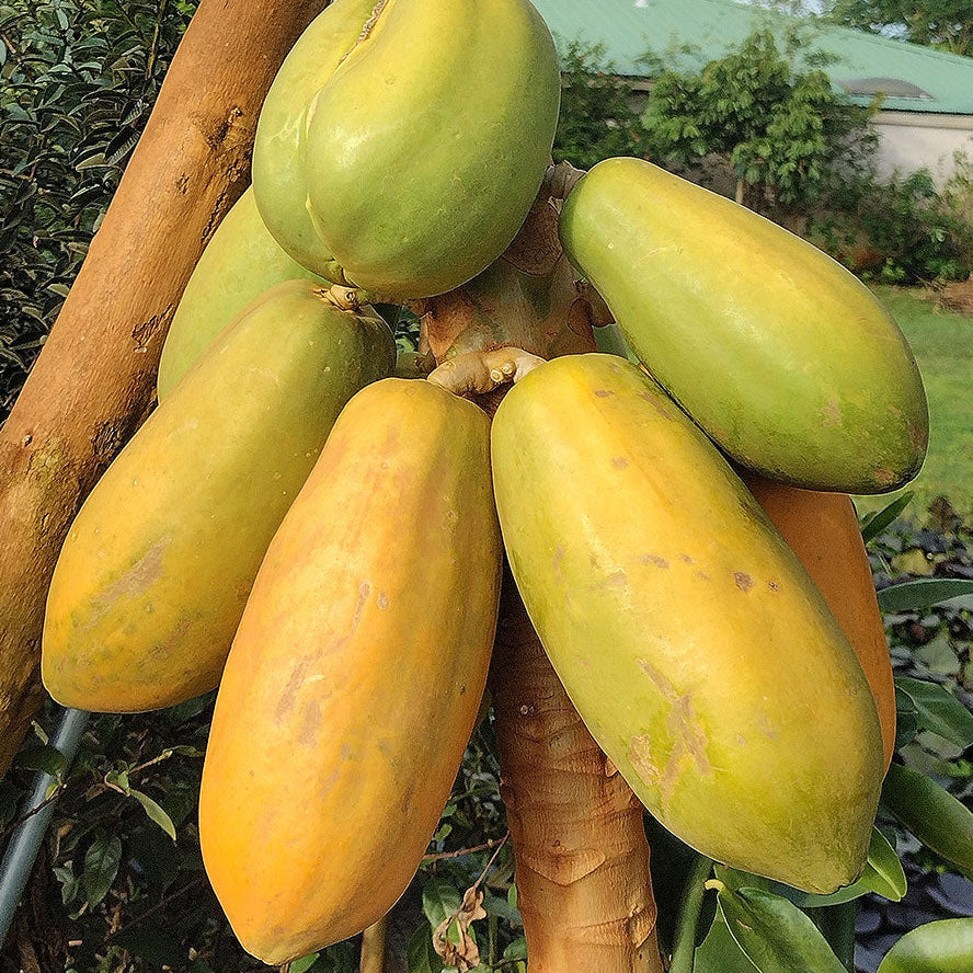 Papaya tree growing from seeds in home garden
