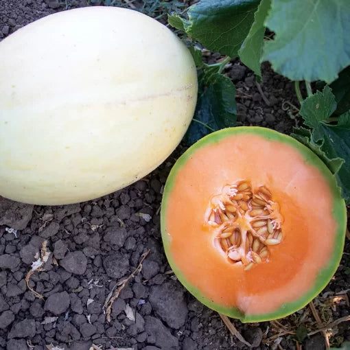 Papayadew F1 melon seeds hybrid non GMO garden seeds