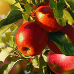 Premium Paradise Apple seeds for easy growing