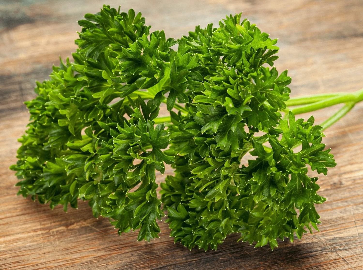 Green Petroselinum Crispum Vegetable Seeds for Planting heirloom & Non-GMO Seeds
