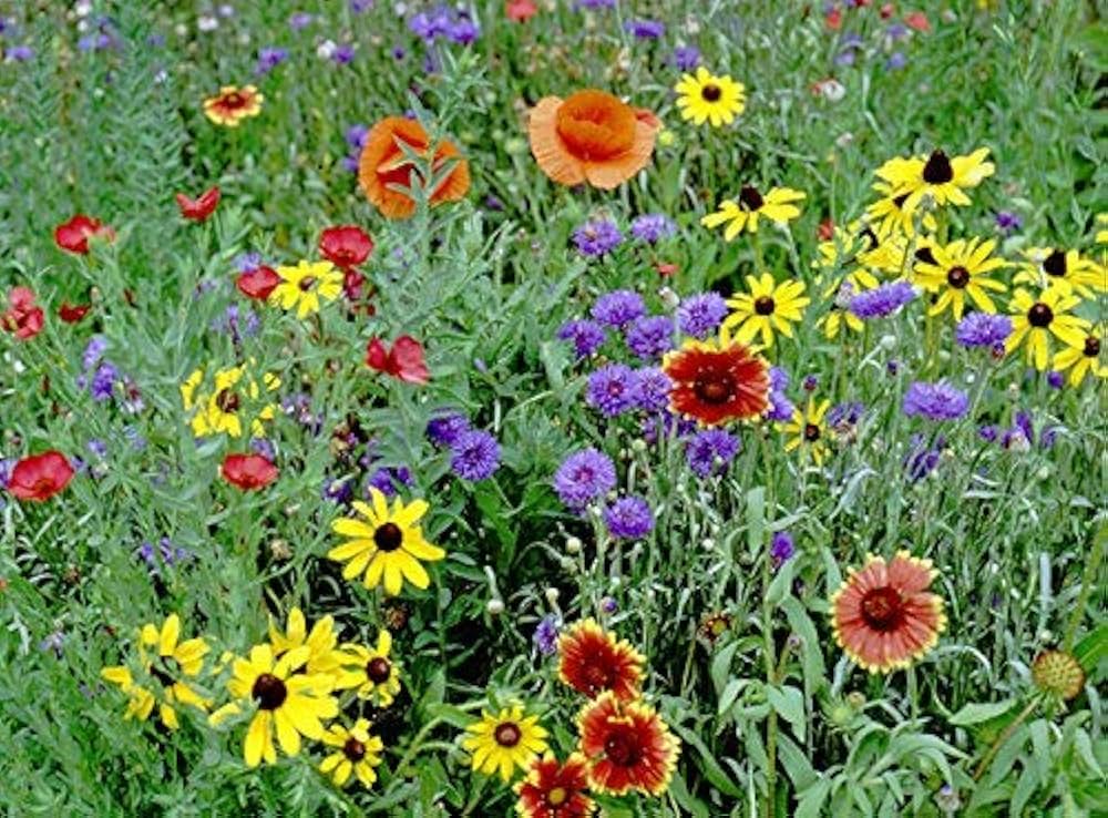 Part Shade Wildflower Mix Seeds – Rare Annual & Perennial Blend for Low Light Areas - Dharaseeds