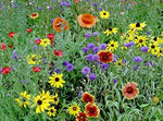 Part Shade Wildflower Mix Seeds – Rare Annual & Perennial Blend for Low Light Areas - Dharaseeds
