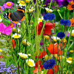 Part Shade Wildflower Mix Seeds – Rare Annual & Perennial Blend for Low Light Areas - Dharaseeds