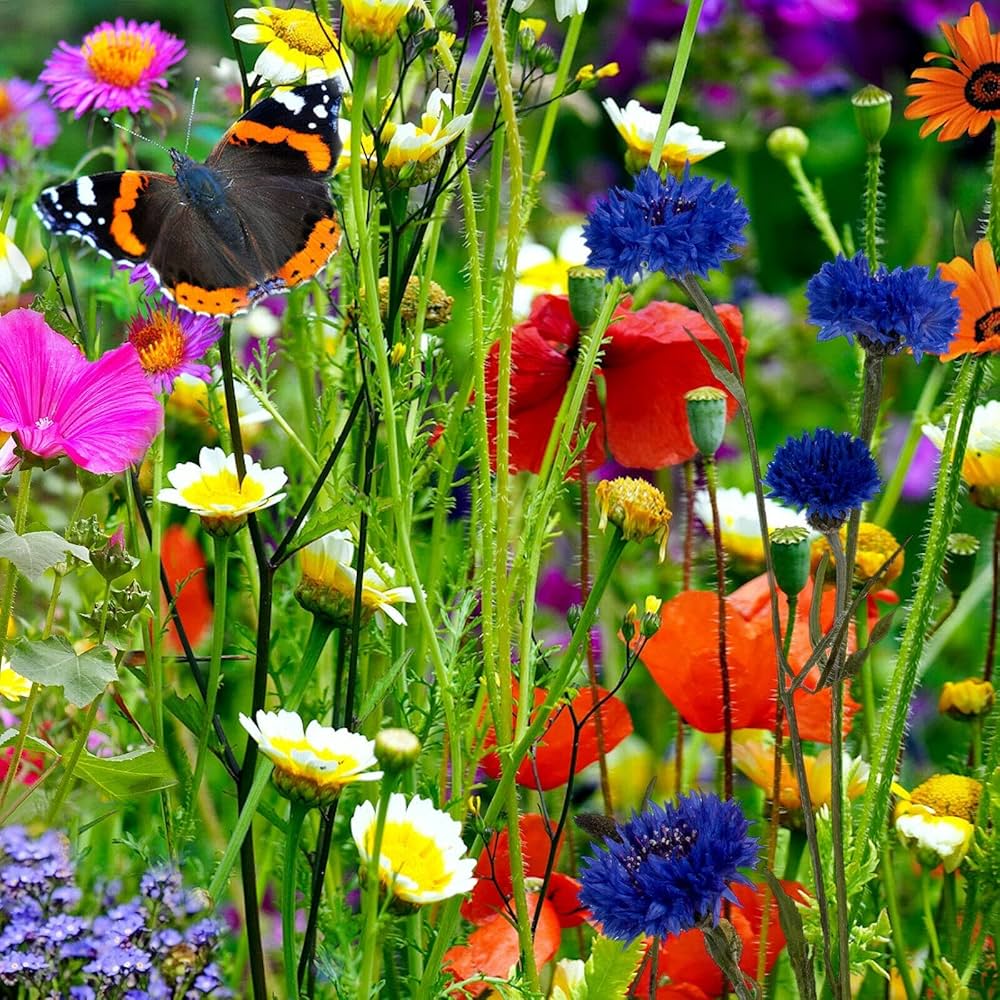 Part Shade Wildflower Mix Seeds – Rare Annual & Perennial Blend for Low Light Areas - Dharaseeds