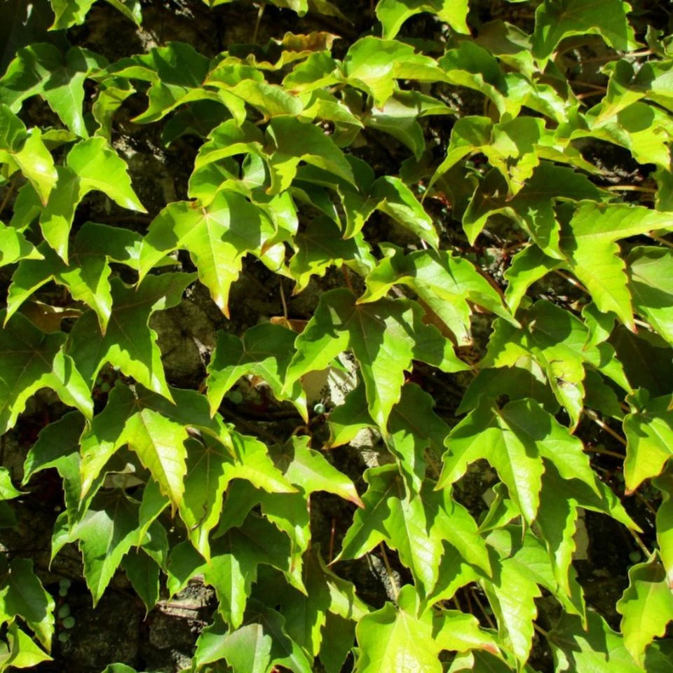 Heirloom Non-GMO Ivy Plant Seeds for Planting – Light Green Foliage for Ground Cover and Hanging Gardens