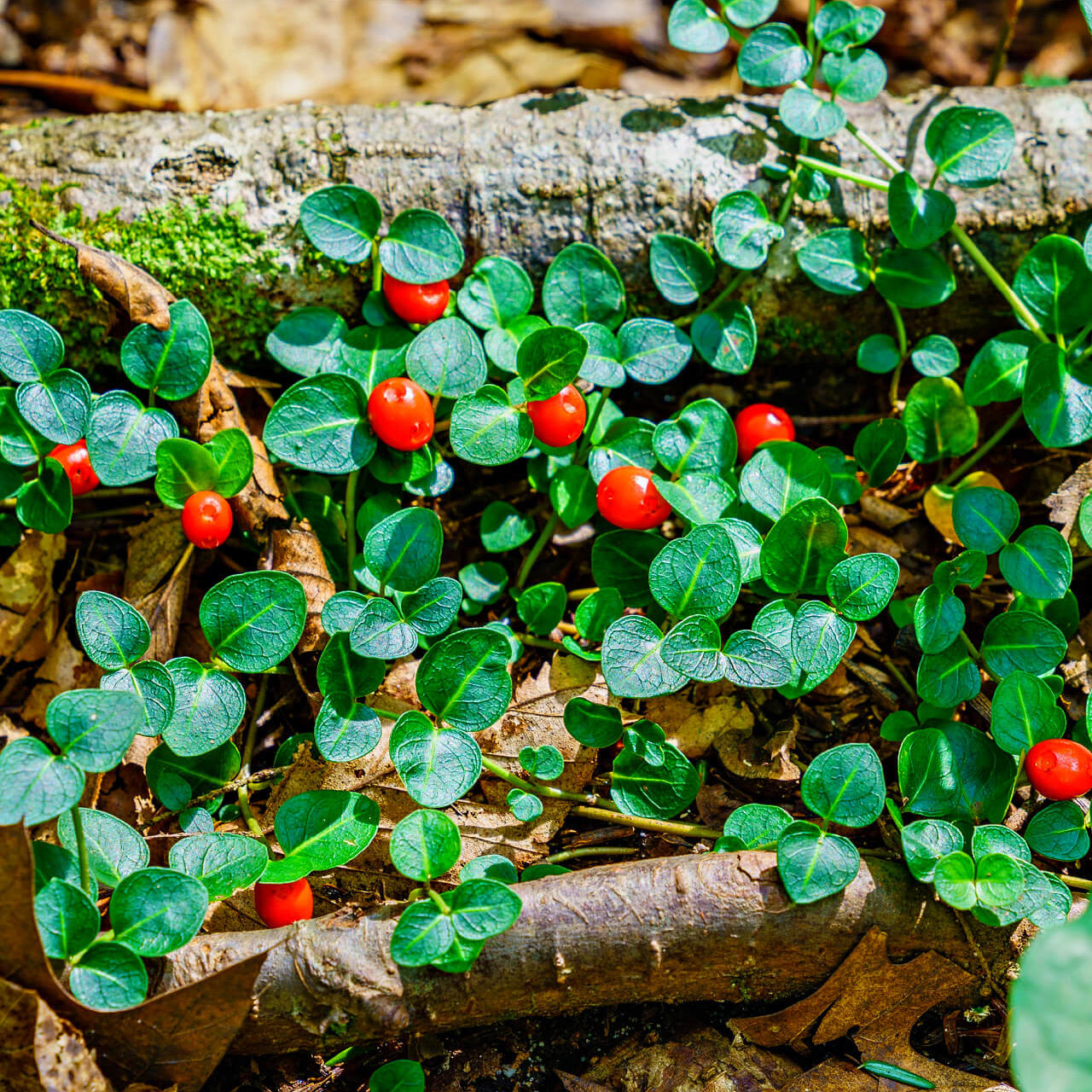 Partridge Berry Plant Seeds for Planting- Non-GMO, Ideal for Low-Ground Gardens