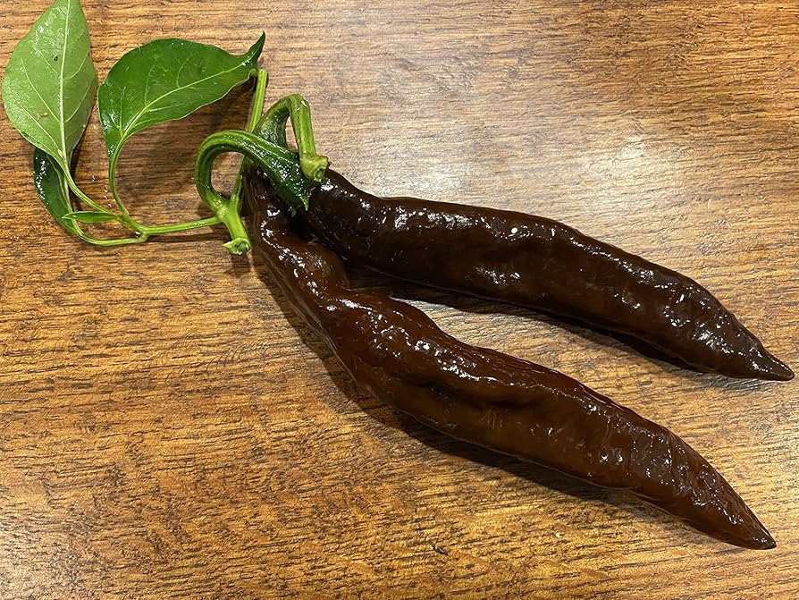 Pasilla ancho pepper Capsicum annuum mild chili seeds for planting in warm kitchen gardens or containers - Dharaseeds
