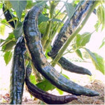 Pasilla Bajio hot pepper seeds (Capsicum annuum) for mild smoky chili flavor - Dharaseeds