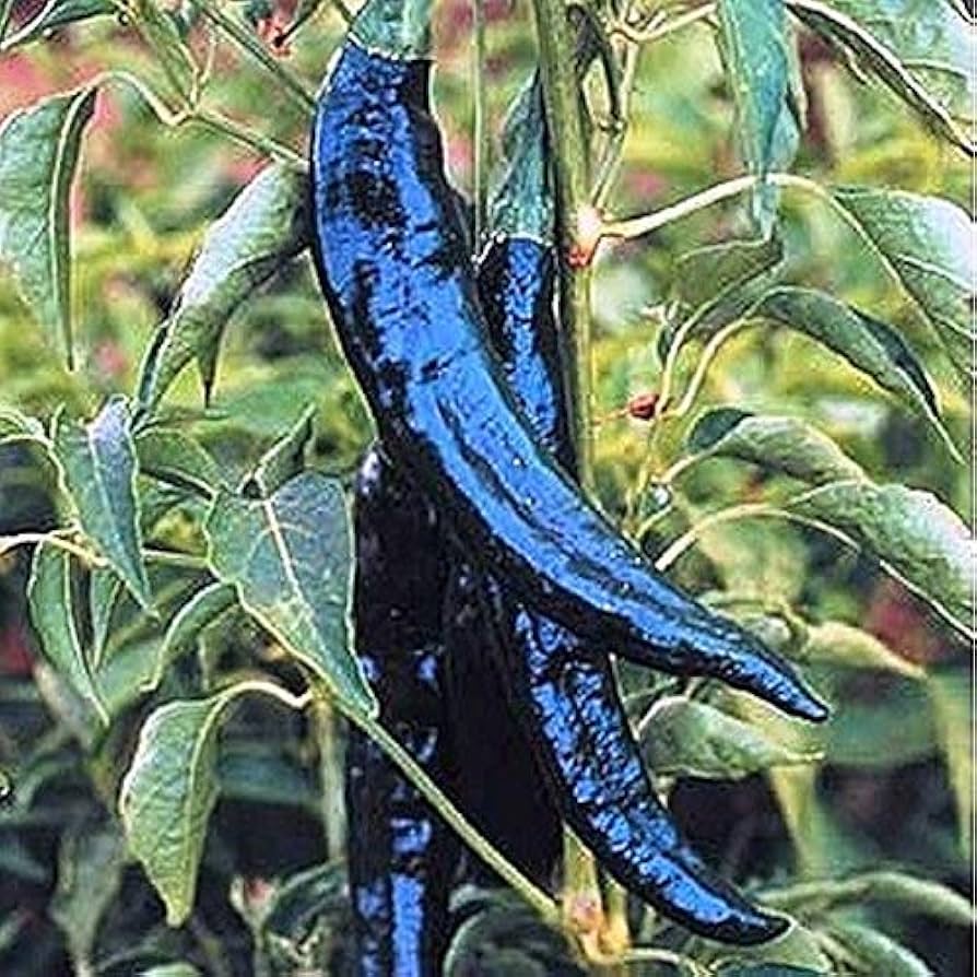 Pasilla Bajio hot pepper seeds (Capsicum annuum) for mild smoky chili flavor - Dharaseeds