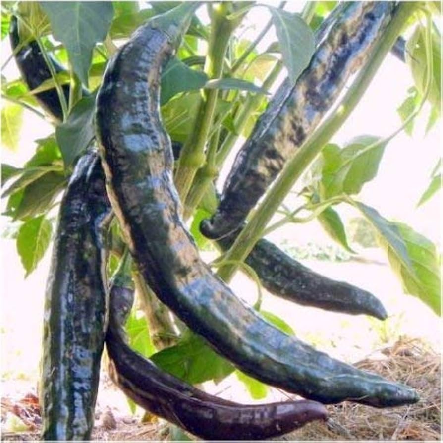 Pasilla Bajio hot pepper seeds (Capsicum annuum) for mild smoky chili ...
