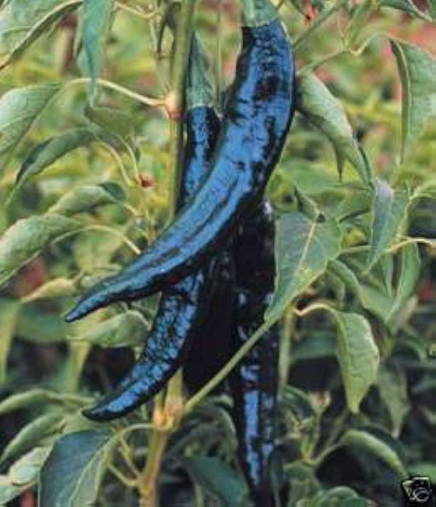 Pasilla Bajio Hot Pepper Seeds – Classic Mexican Chili with Rich Flavor - Dharaseeds