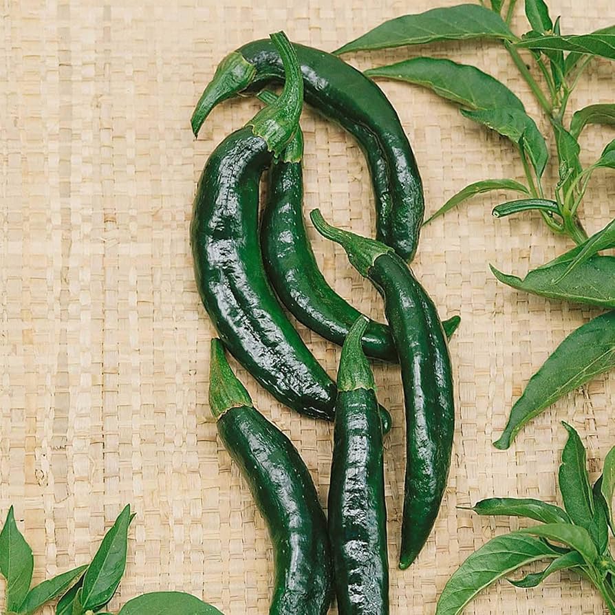 Pasilla Bajio Hot Pepper Seeds – Classic Mexican Chili with Rich Flavor - Dharaseeds