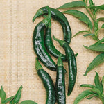 Pasilla Bajio Hot Pepper Seeds – Classic Mexican Chili with Rich Flavor - Dharaseeds
