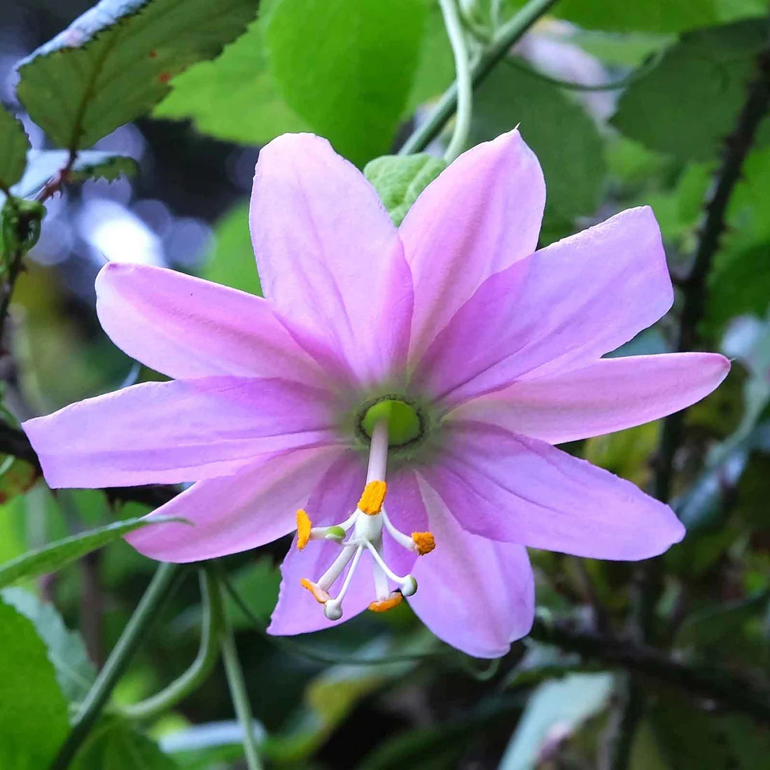 Passiflora Seeds - Banana Passion Fruit