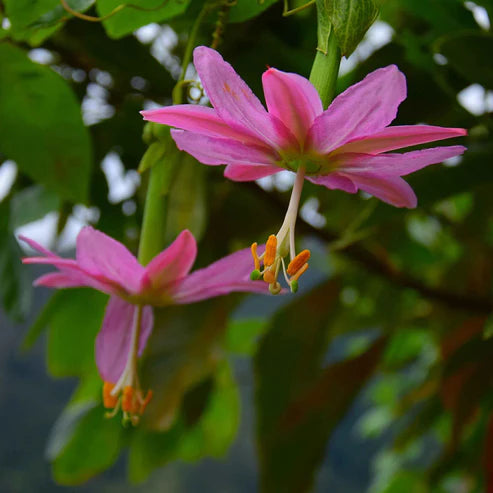 Passiflora Seeds - Banana Passion Fruit