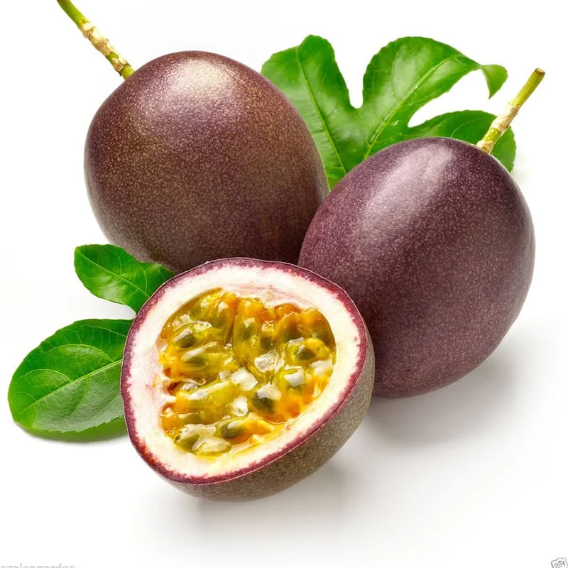 Passiflora Brown Variety seedlings from seeds easy germination