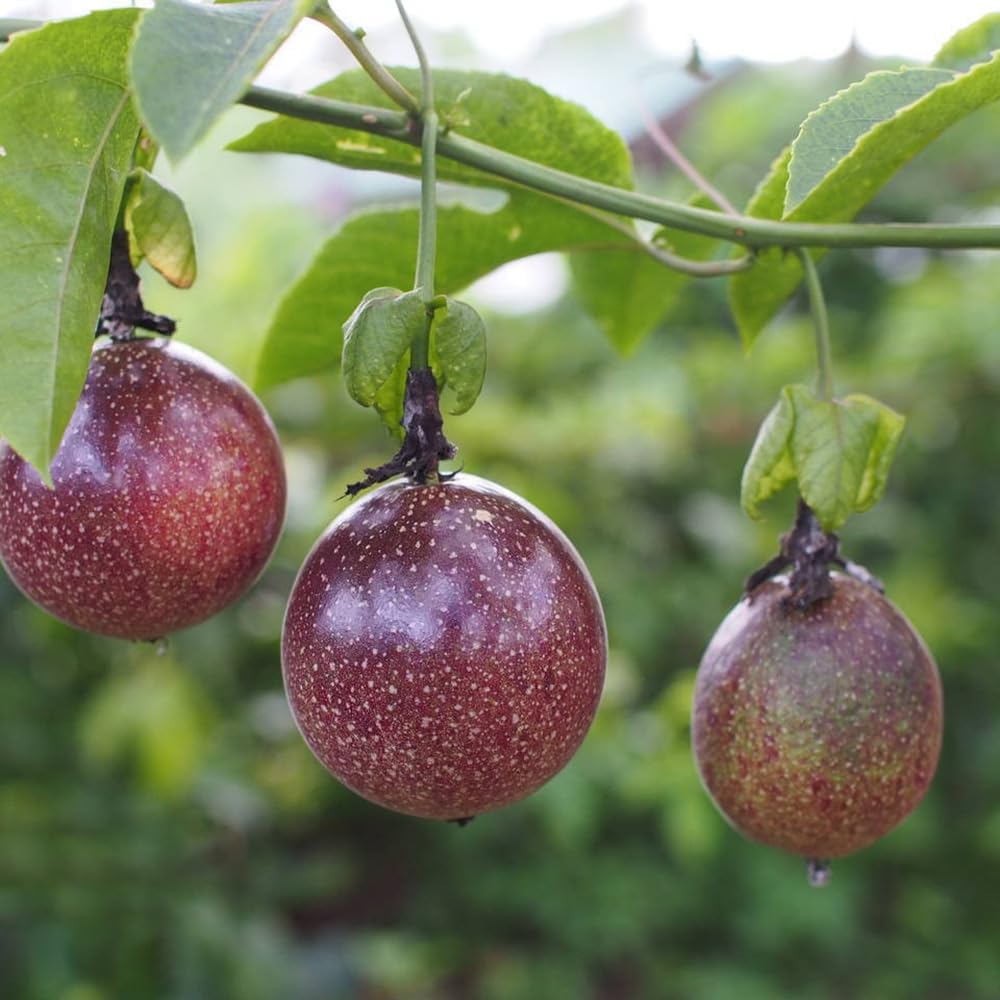 Passiflora Brown Variety Seeds for Planting ornamental vine seeds