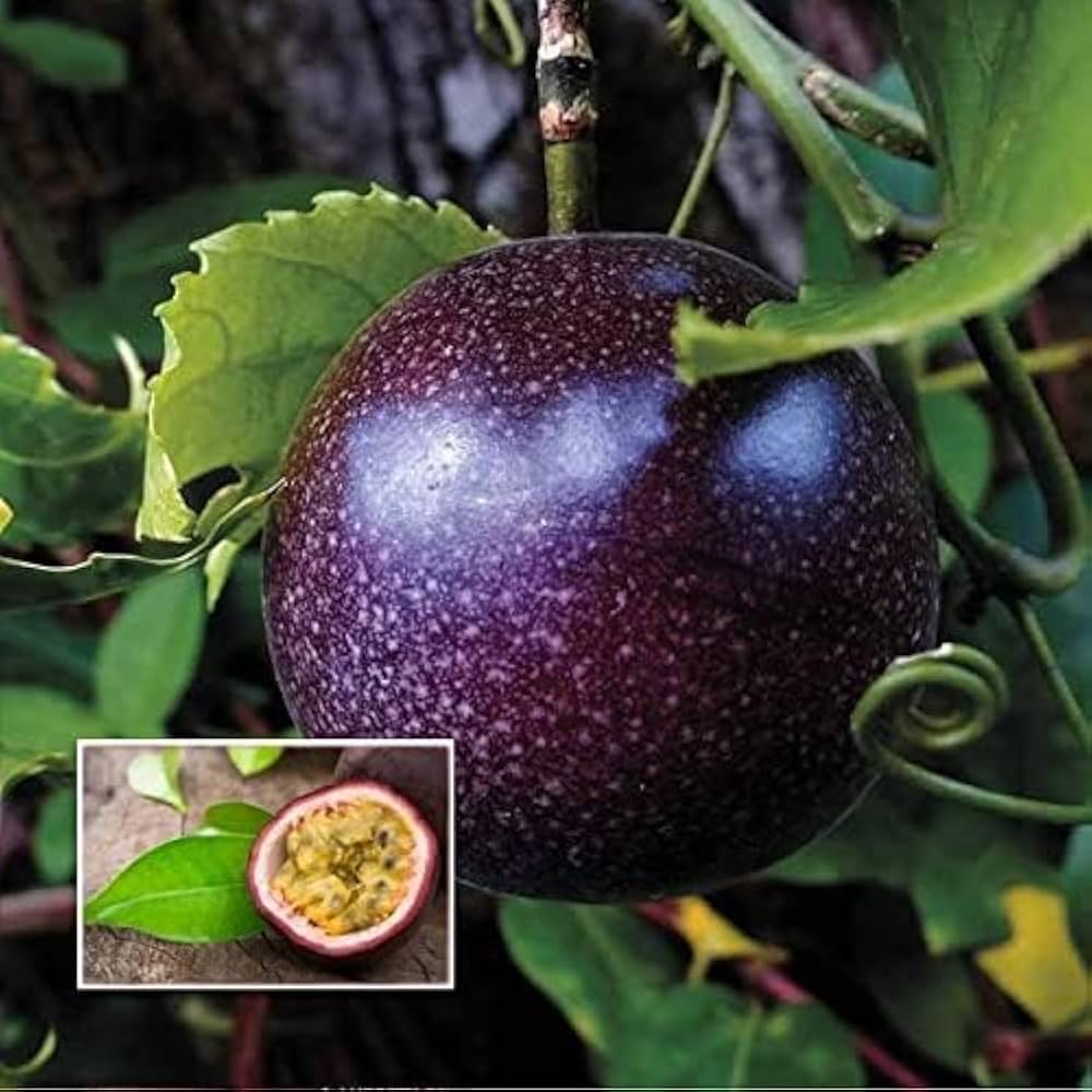 Heirloom Passiflora edulis seeds for climbing flower vines