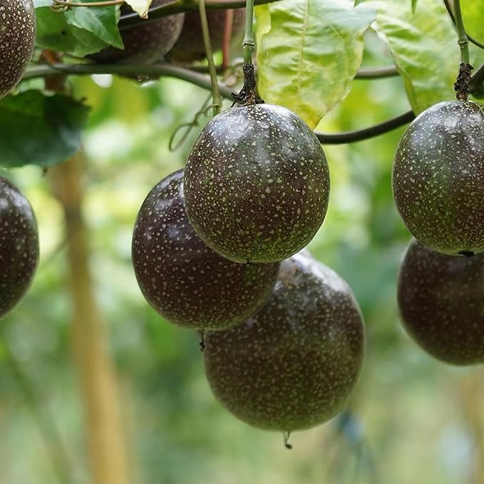 Passiflora edulis Lila passion fruit seeds for home garden