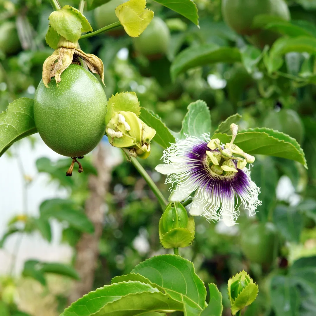 Passiflora Edulis Passion Fruit Seeds Green Variety for Planting