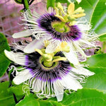 Passiflora Edulis Purple Passion Seeds for Planting