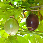 Passiflora edulis tropical flower growing from Purple Pink Passion Fruit seeds