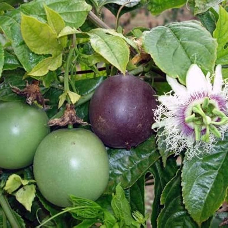 Passiflora edulis seeds non GMO climbing vine