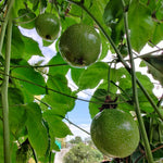Passiflora Edulis Seeds Non GMO Heirloom