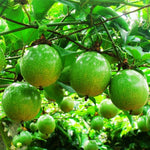 Passiflora garden seeds for growing climbing vines outdoors