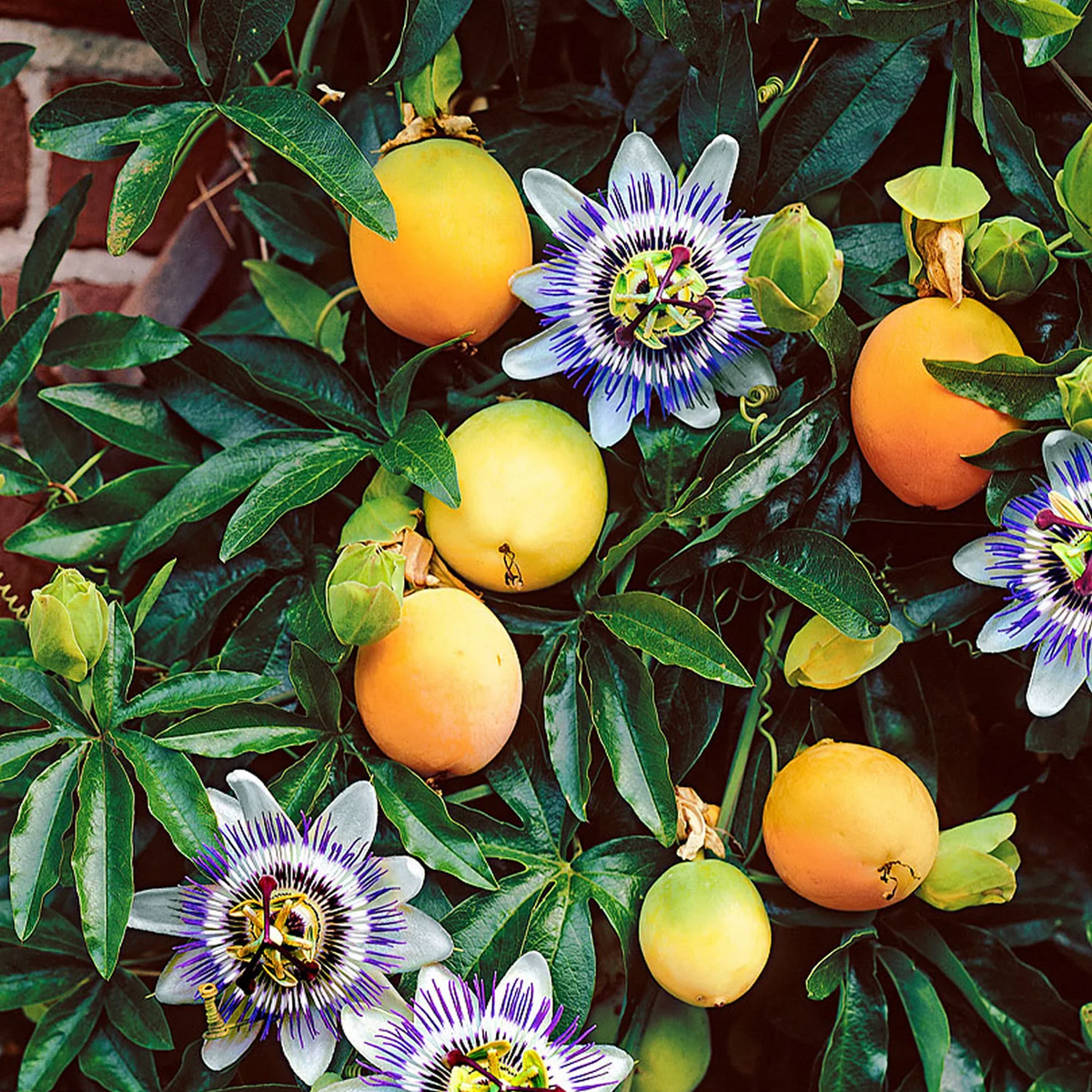 Passiflora Incarnata heirloom seeds for gardeners