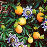 Passiflora Incarnata heirloom seeds for gardeners