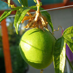 Passiflora incarnata seeds for planting purple passionflower vine