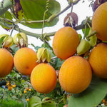 Passiflora Incarnata seeds orange variety for home garden planting