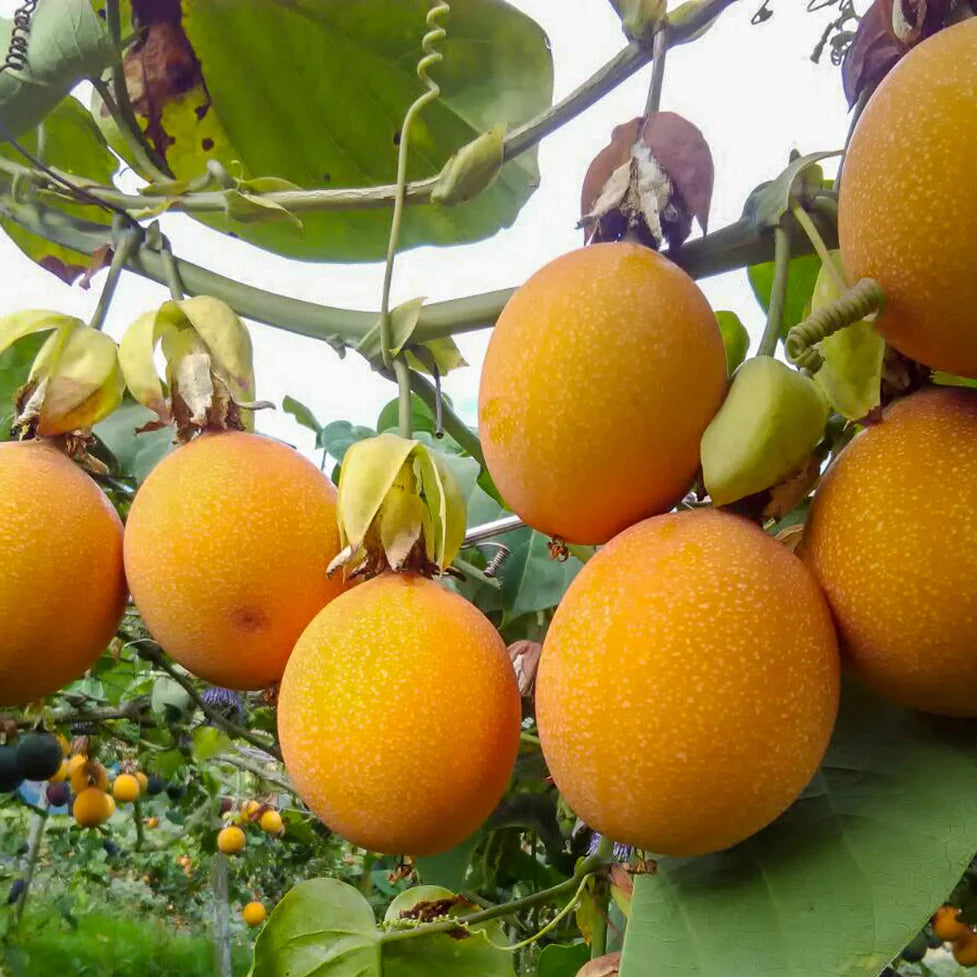 Passiflora Incarnata seeds orange variety for home garden planting