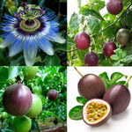 Passiflora mixed colour seeds passionflower seeds for planting