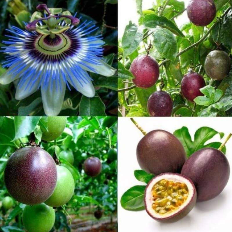 Passiflora mixed colour seeds passionflower seeds for planting