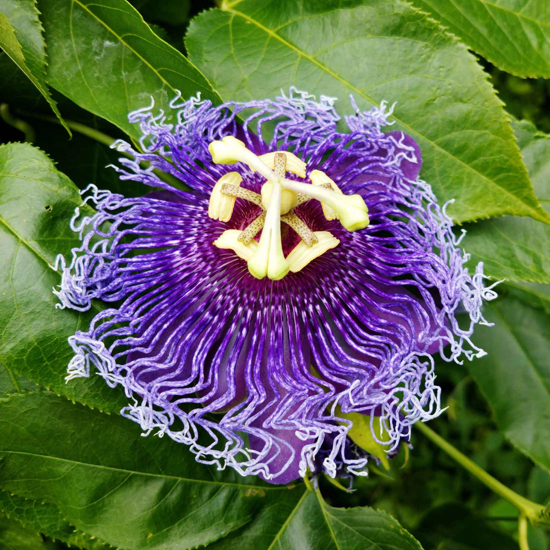 Passiflora Seeds - Purple Passion Flower